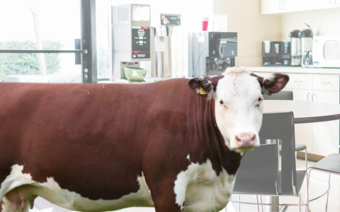 Bovine Intervention